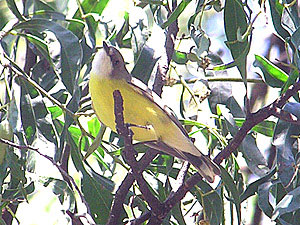 White-throated Gerygone