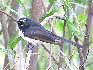 Willie Wagtail