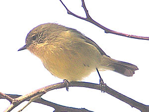 Yellow Thornbill