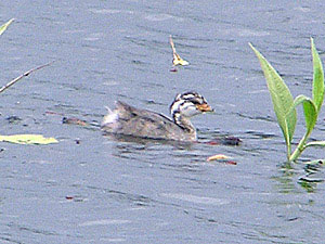 Juvenile Australasian Grebe