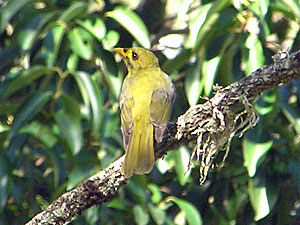 Bell Miner