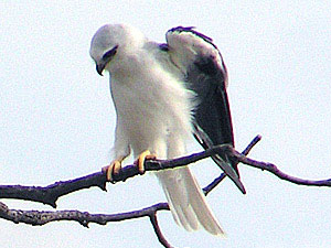 Black-shouldered Kite