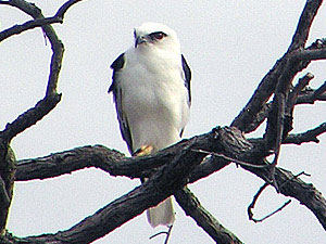 Black-shouldered Kite