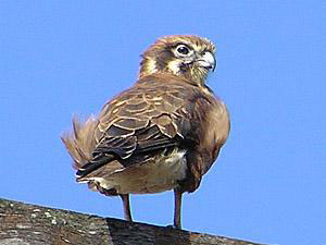 Brown Falcon