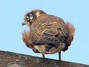 Brown Falcon