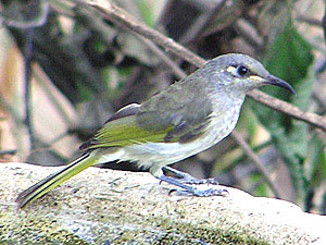 Brown Honeyeater