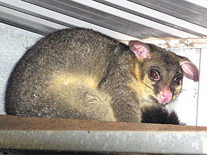 Brush-tailed Possum