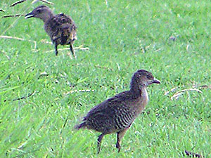 Buff-banded Rail