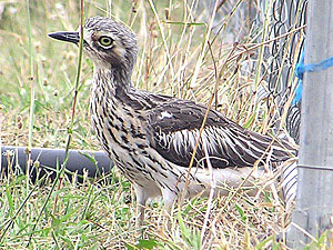 Bush Stone-curlew