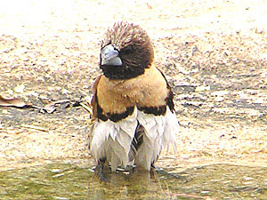 Chestnut-breasted Mannikin