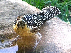 Common Koel - female