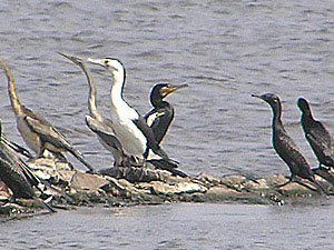 Various Cormorants