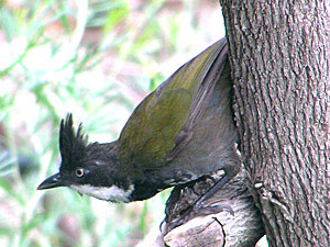 Eastern Whipbird