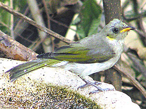 Fuscous Honeyeater