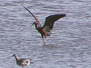 Glossy Ibis and Black-tailed Godwit