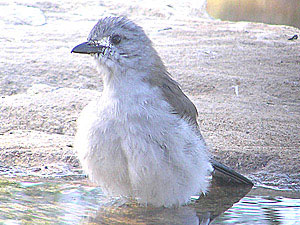 Grey Shrike-thrush