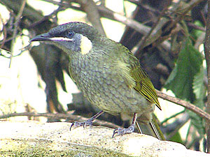 Lewin's Honeyeater