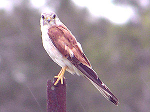 Nankeen Kestrel