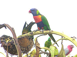 Rainbow Lorikeet