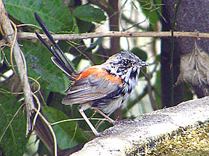 Red-backed Fairywren