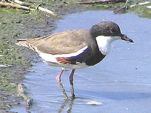 Red-kneed Dotterel