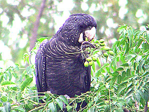 Red-tailed Black Cockatoo