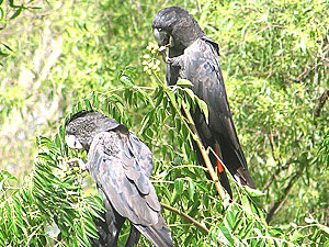 Red-tailed Black Cockatoo