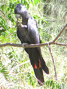 Red-tailed Black Cockatoo