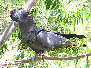 Red-tailed Black Cockatoo