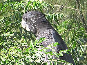 Red-tailed Black Cockatoo