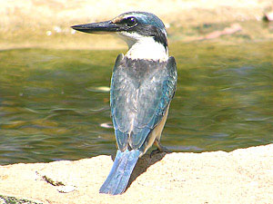 Sacred Kingfisher