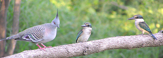 Crested Pigeon and Sacred Kingfishers