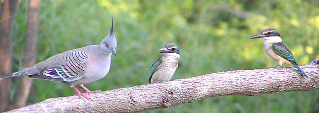 Crested Pigeon and Sacred Kingfishers