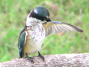 Sacred Kingfisher