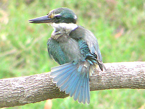 Sacred Kingfisher