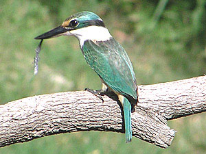 Sacred Kingfisher