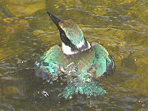 Sacred Kingfisher