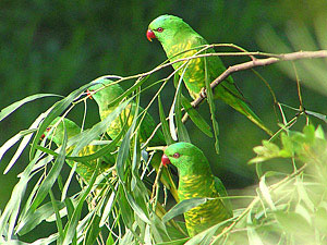 Scaly-breasted Lorikeet