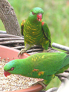 Scaly-breasted Lorikeet