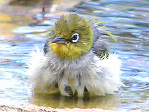 Silvereye