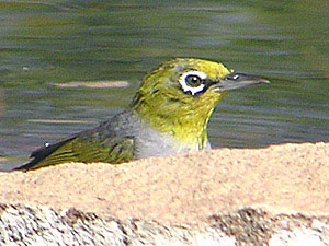 Silvereye