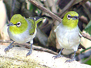 Silvereye