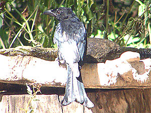 Spangled Drongo