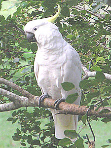 Sulphur-crested Cockatoo