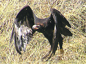 Wedge-tailed Eagle