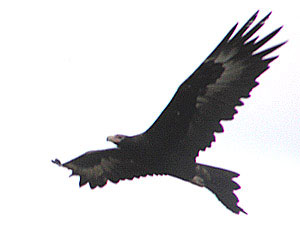 Wedge-tailed Eagle