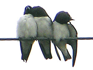 White-breasted Woodswallows