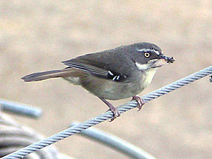 White-browed Scrubwren