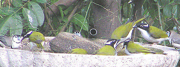 White-naped Honeyeater