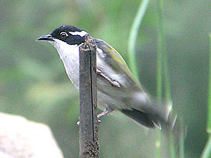 White-throated Honeyeater